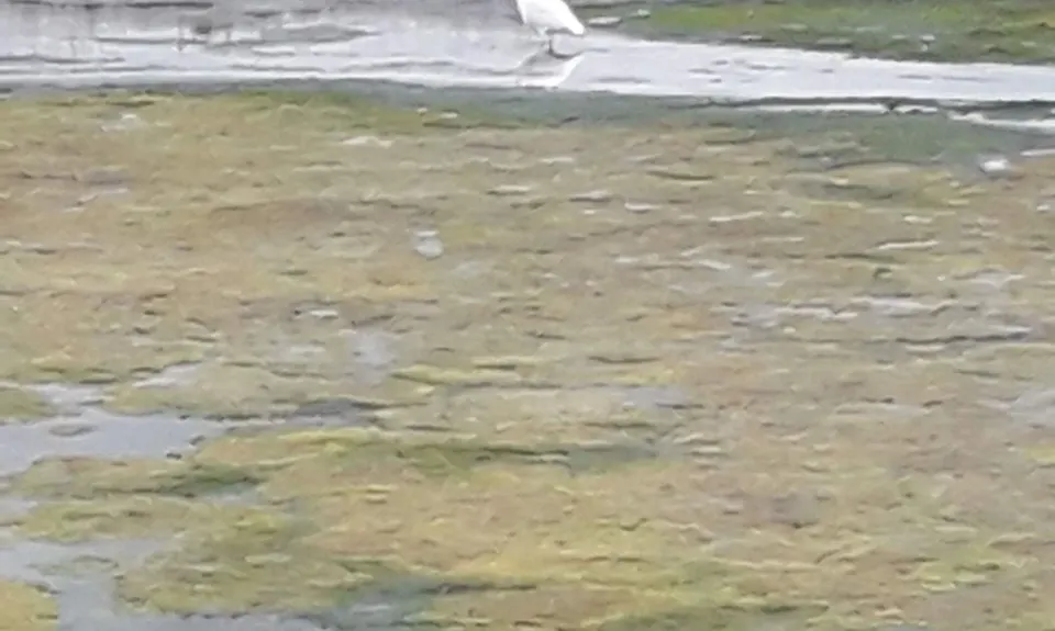 Brooklands for the Birds., Canterbury
