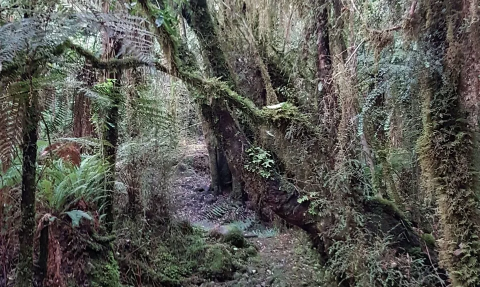 The Goldsborough, West Coast