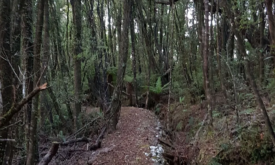 The Goldsborough, West Coast