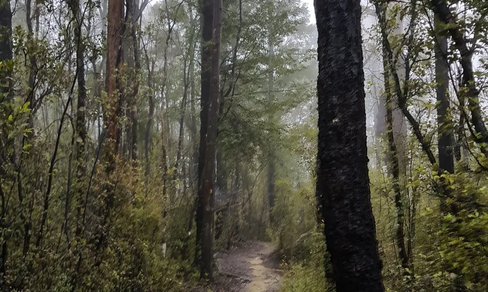 Involution Loop, Nelson