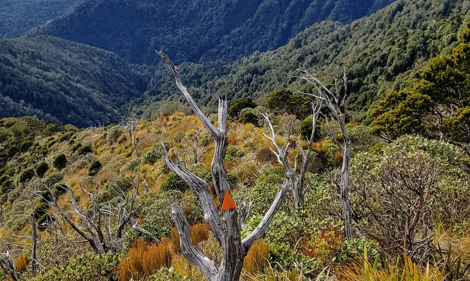 Mt French, West Coast