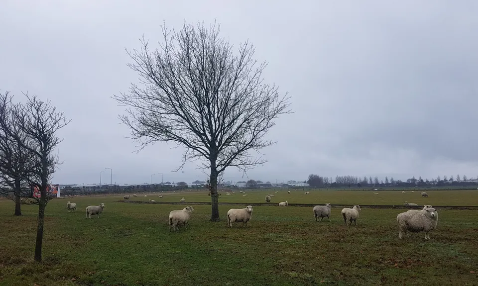 Canterbury Agricultural Park Loop, Canterbury
