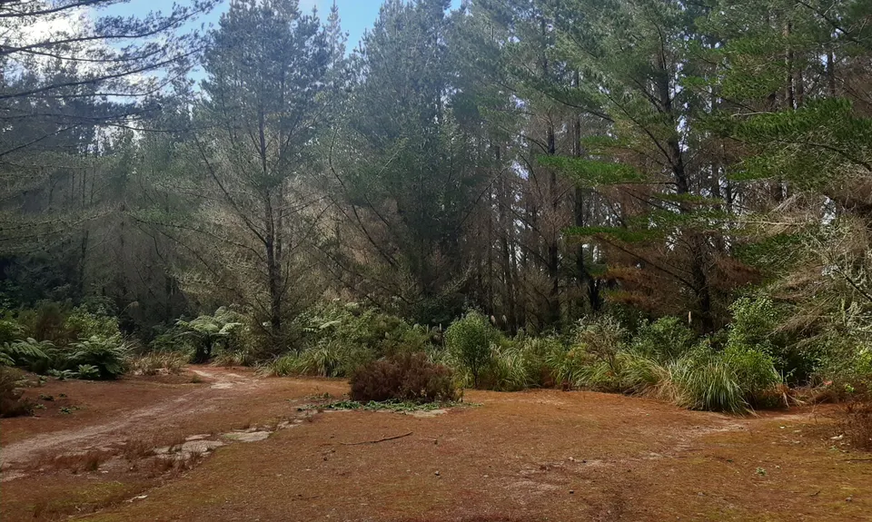 Fat Man's Run, Bay of Plenty