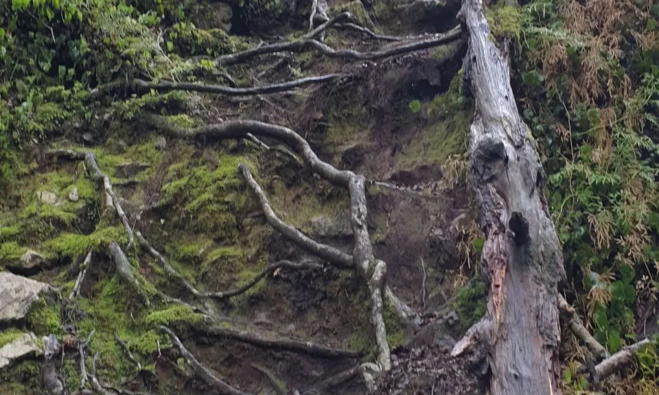 Dobson Loop, Wellington