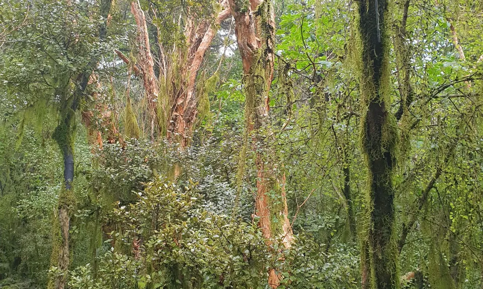 Otepatotu “Place of the Fairies”, Canterbury