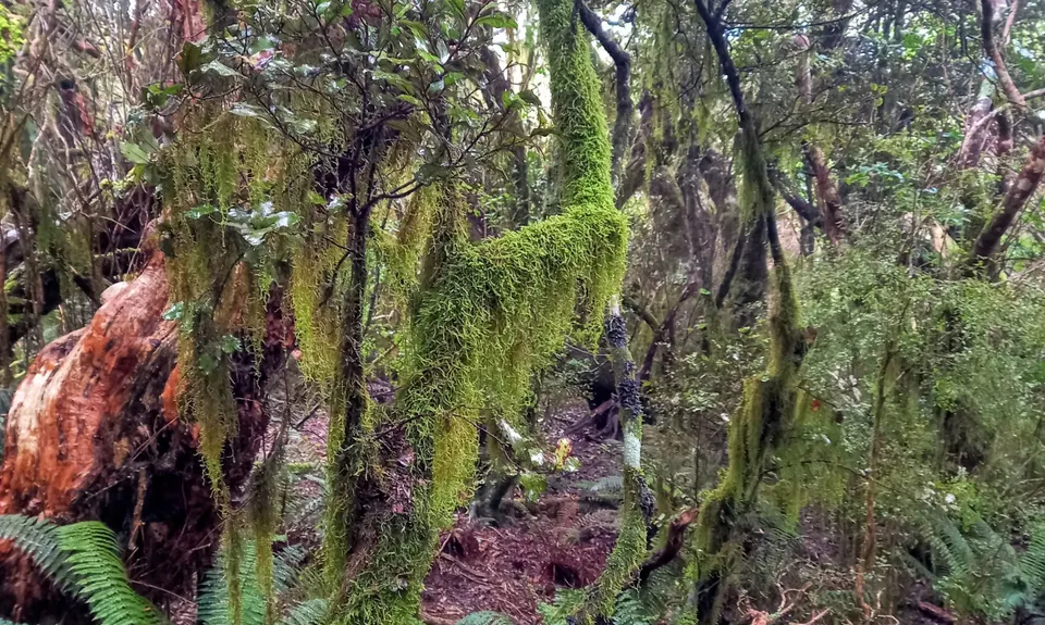 Otepatotu “Place of the Fairies”, Canterbury