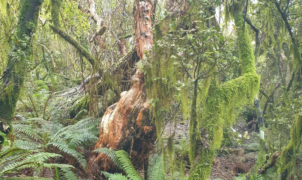 Otepatotu “Place of the Fairies”, Canterbury