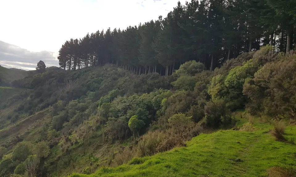 Bushy Breathtaking Branch Rd, Manawatu - Wanganui