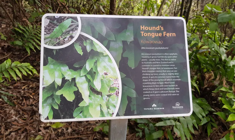 Fern Loop, Manawatu - Wanganui