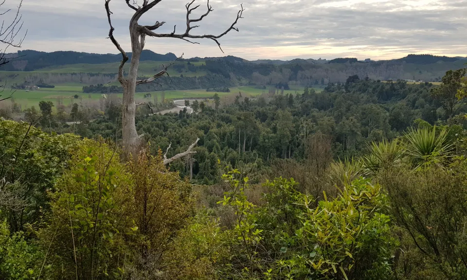 Fern Loop, Manawatu - Wanganui