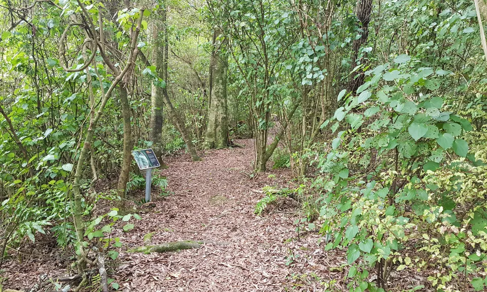 Fern Loop, Manawatu - Wanganui