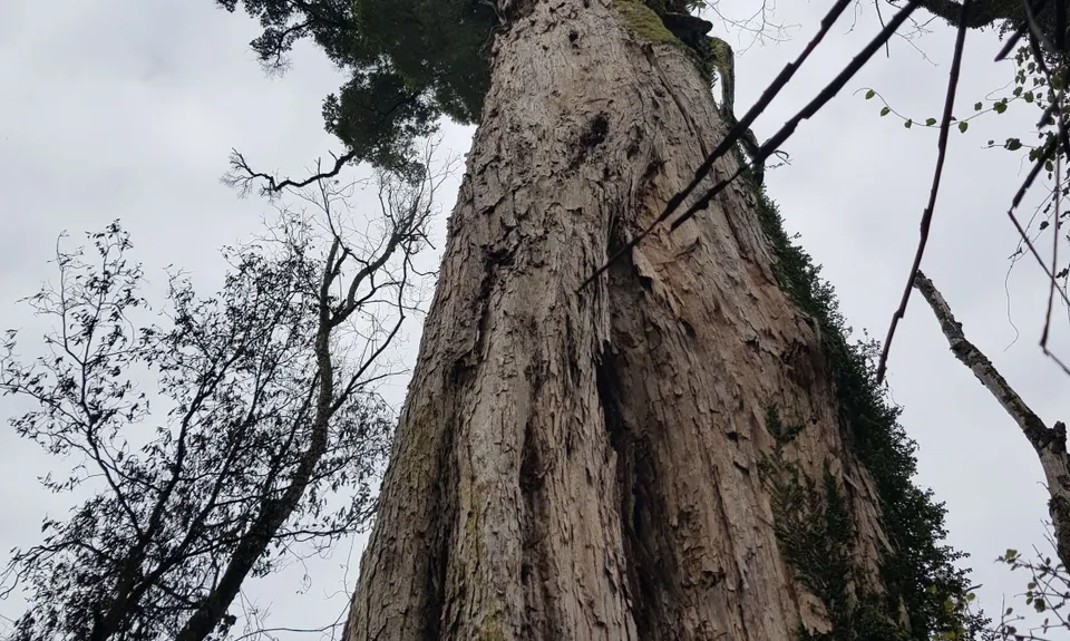 Fern Loop, Manawatu - Wanganui