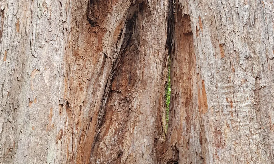 Fern Loop, Manawatu - Wanganui