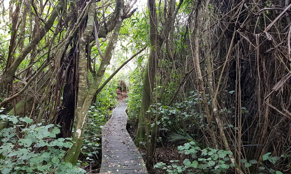 Fern Loop, Manawatu - Wanganui