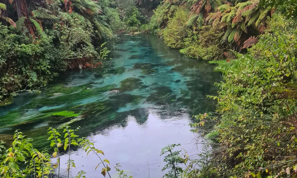 Te Waihou Walkway, Waikato