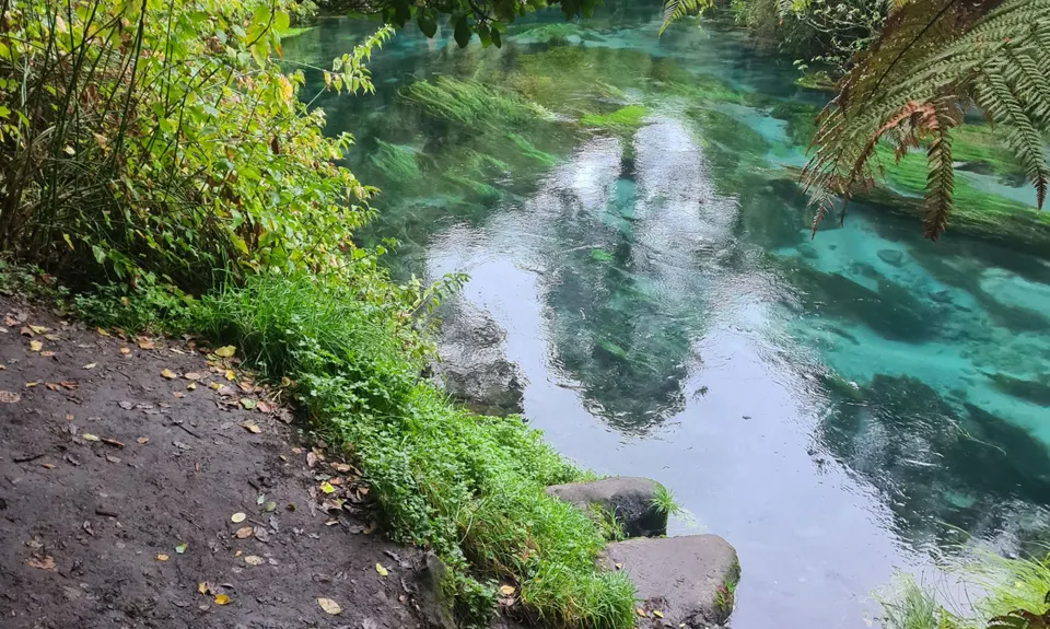 Te Waihou Walkway, Waikato