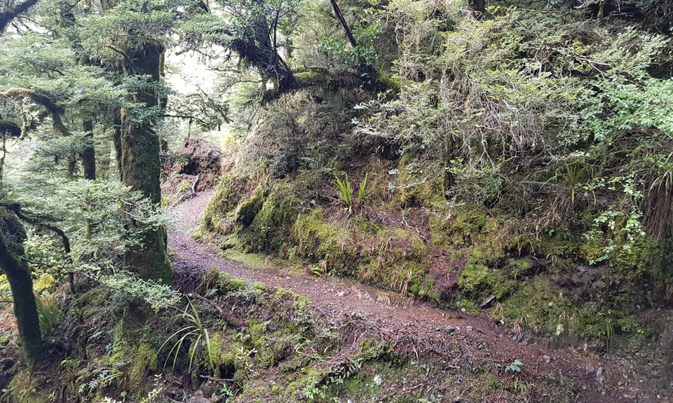 Te Iringa Track , Waikato