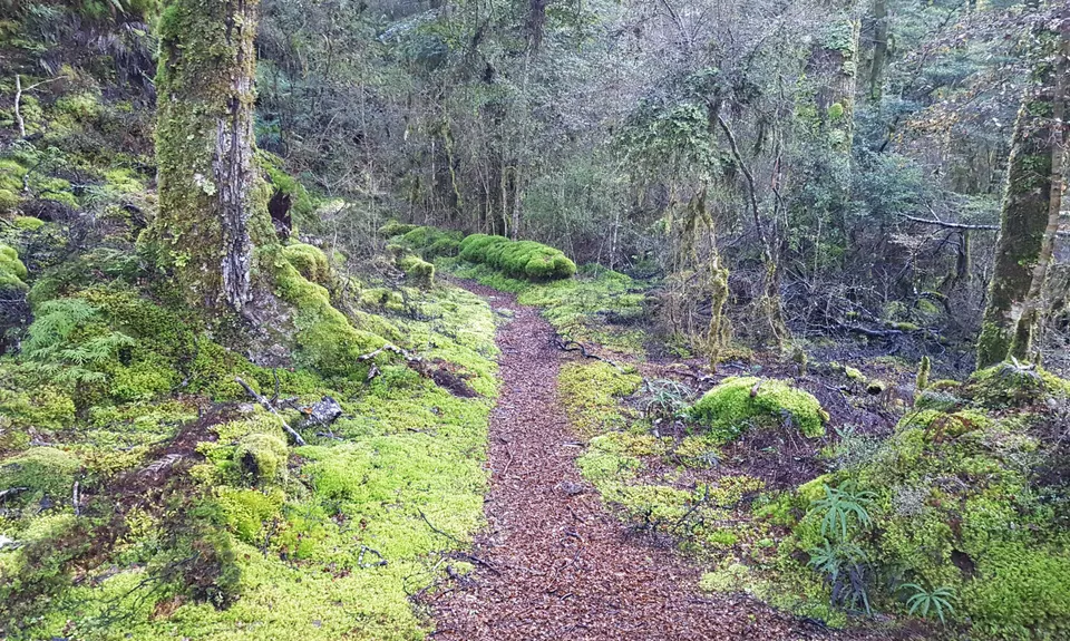 Te Iringa Track , Waikato