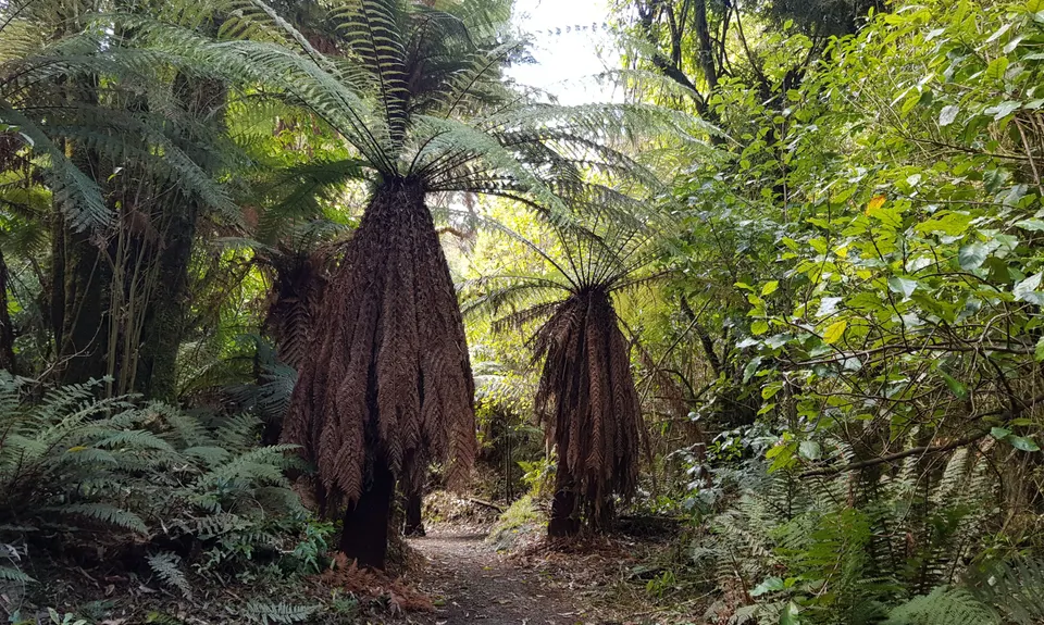 Opepe Reserve, Waikato