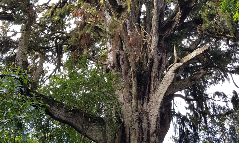 Opepe Reserve, Waikato
