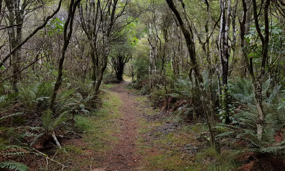 Opepe Reserve, Waikato