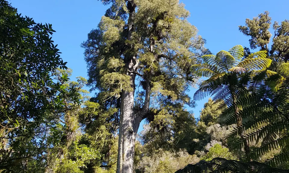 Bell Blast, Waikato
