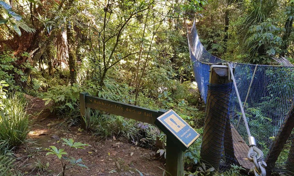 Bell Blast, Waikato