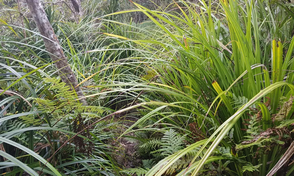 Hihi Grunter, Waikato