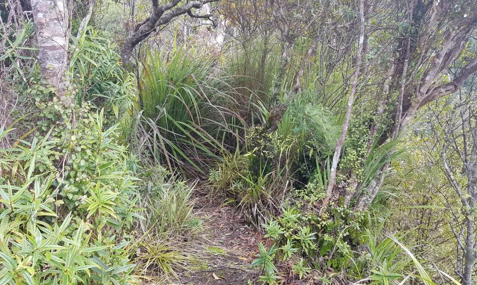Hihi Grunter, Waikato