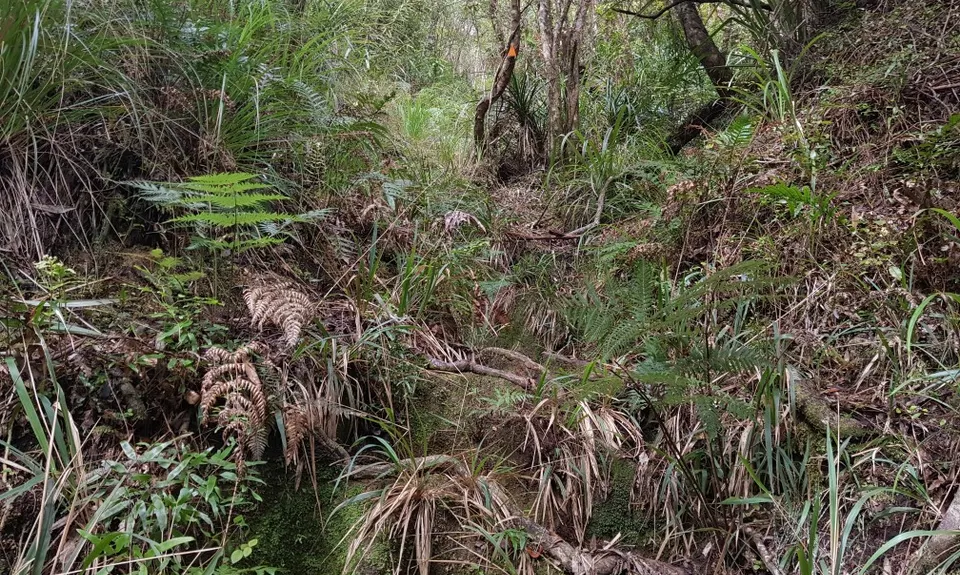 Hihi Grunter, Waikato