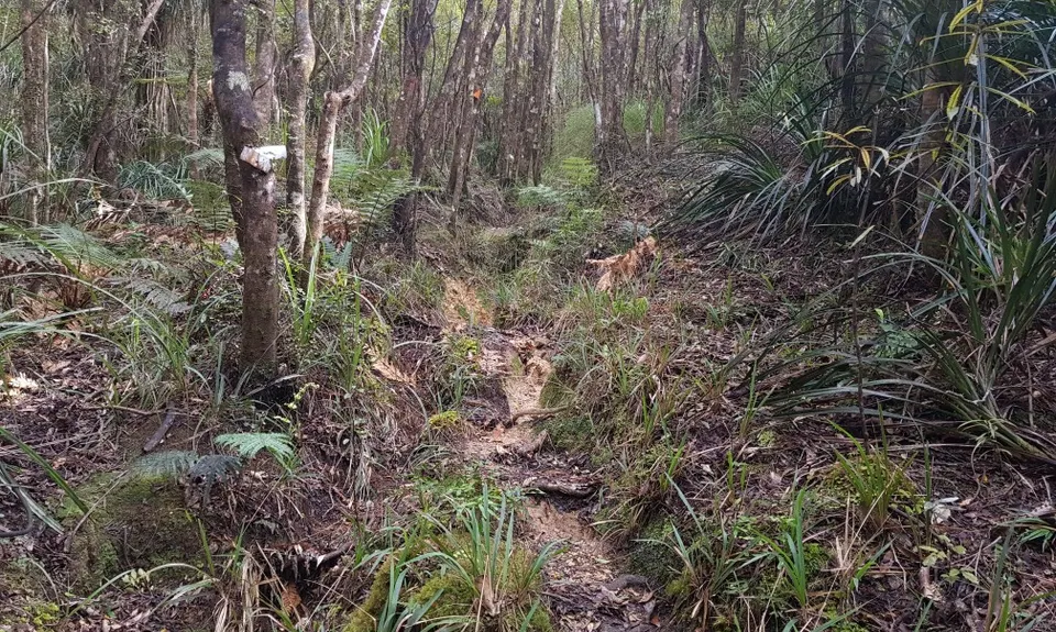 Hihi Grunter, Waikato