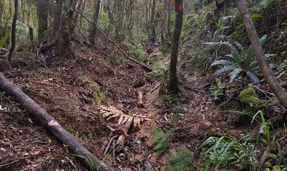 Hihi Grunter, Waikato