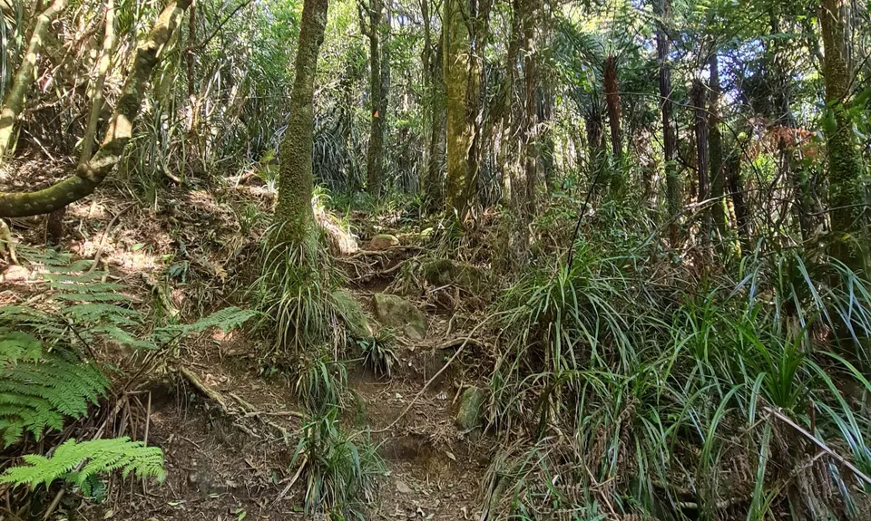 Sentinel Rock Scramble, Bay of Plenty