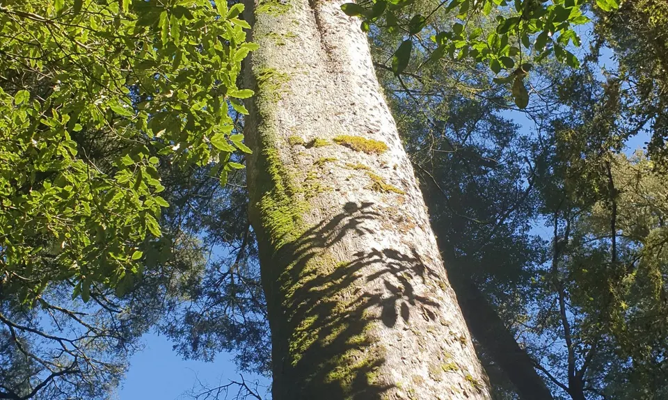 Kahikatea Trail, Tasman