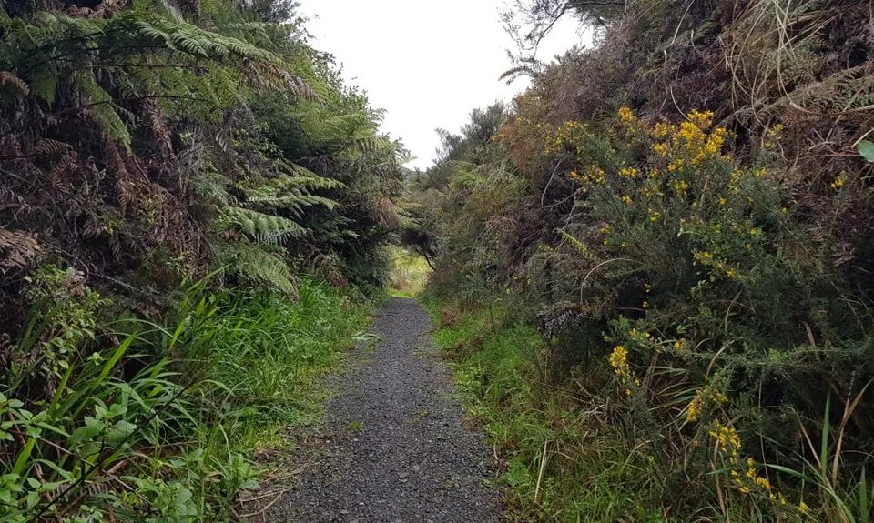 Kauri Block and Harray Trails, Waikato