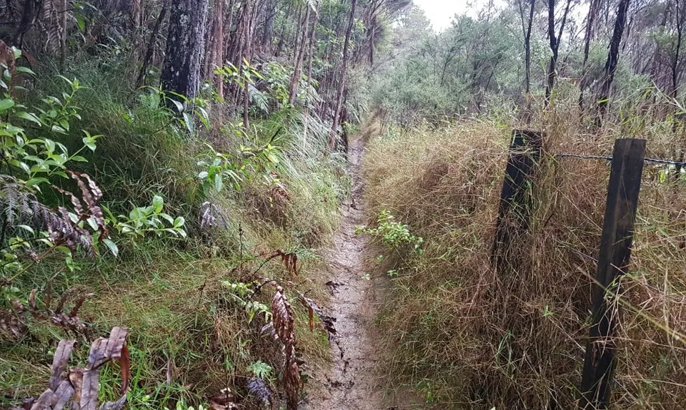 Kauri Block and Harray Trails, Waikato