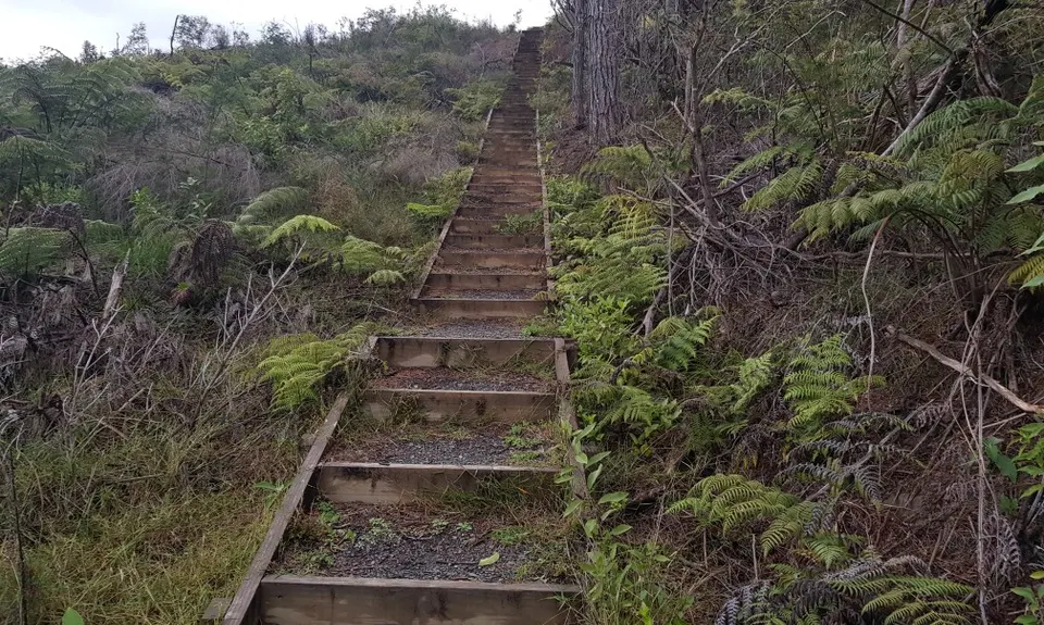 Kauri Block and Harray Trails, Waikato