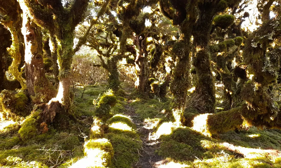 Pakihore Ridge Loop, Wellington