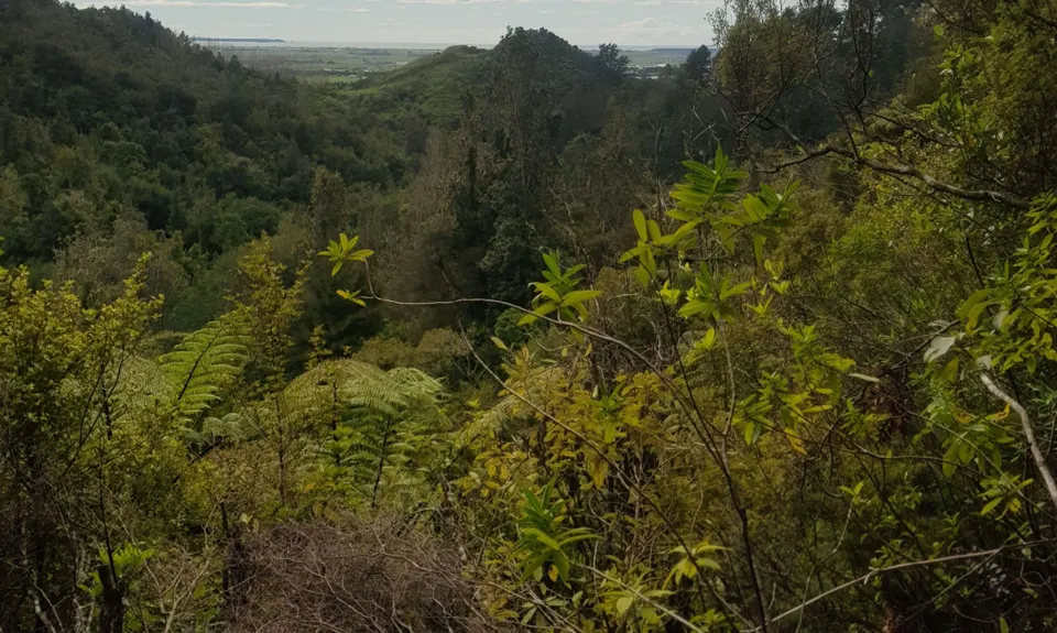 Otawa Lodge & Otawa Trig Loop, Bay of Plenty