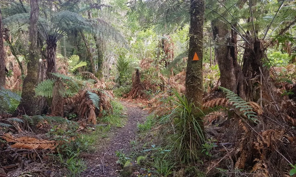 Kauaerangi Small Trails Tour, Waikato