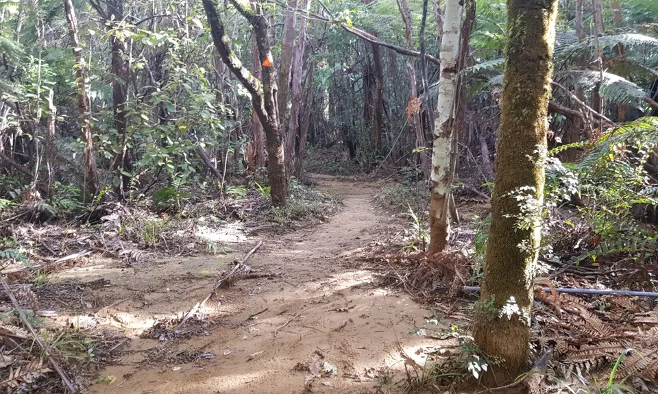 Kauaerangi Small Trails Tour, Waikato