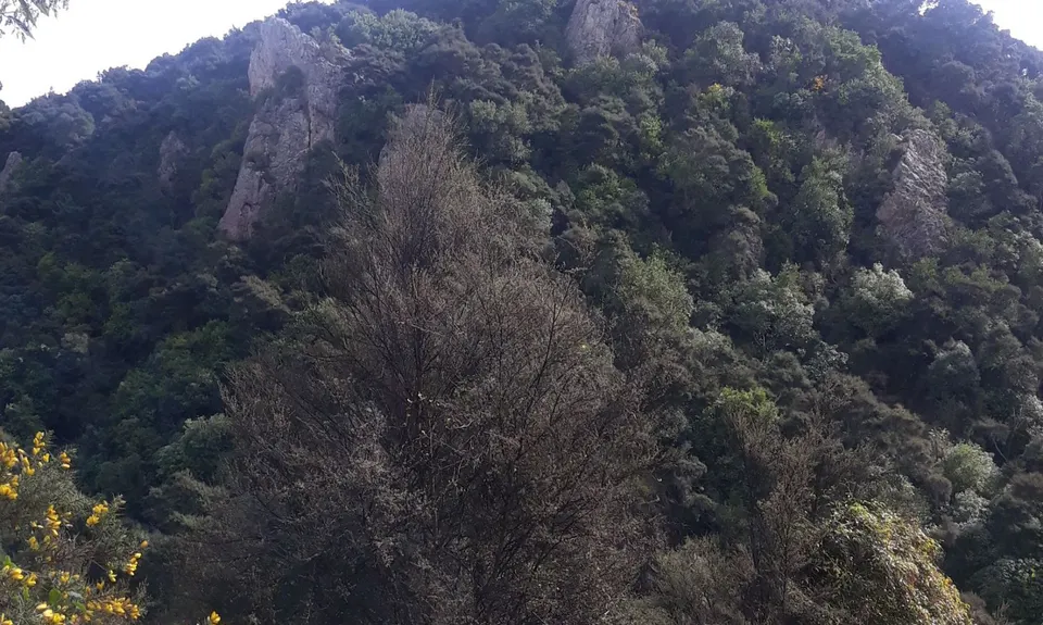 Kakahu Bush Reserve, Canterbury