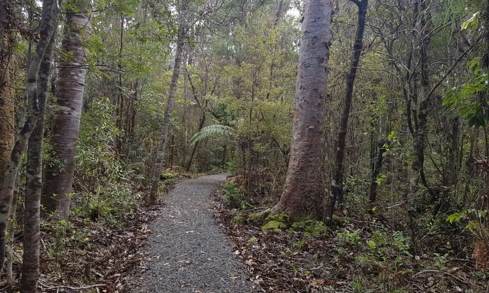 Cooksen Kauri Trail , Waikato
