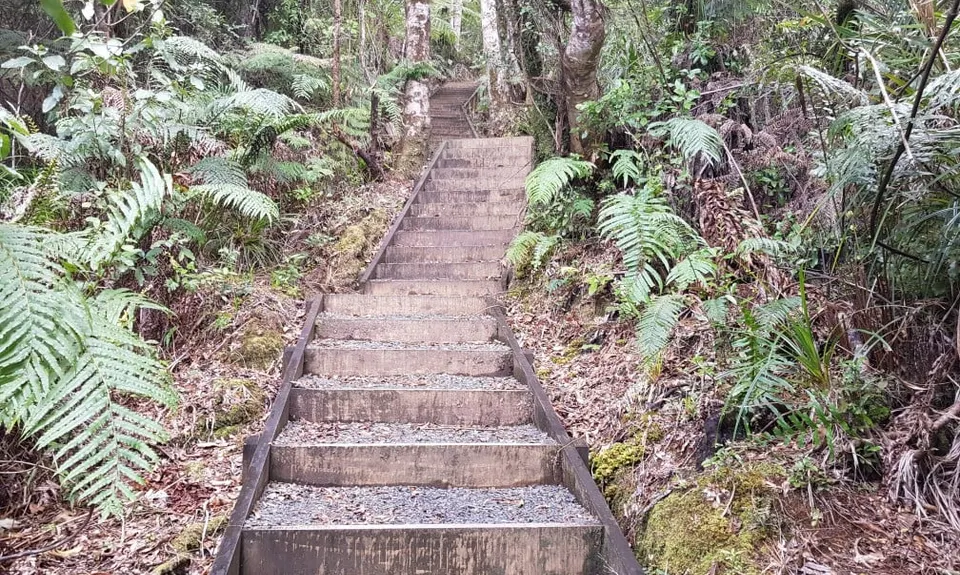 Cooksen Kauri Trail , Waikato