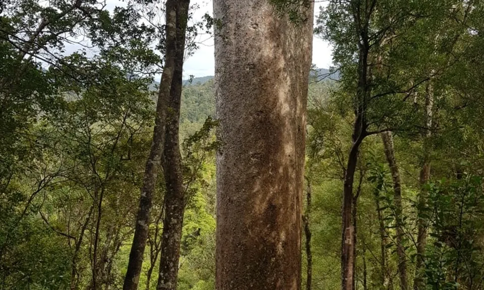 Cooksen Kauri Trail , Waikato