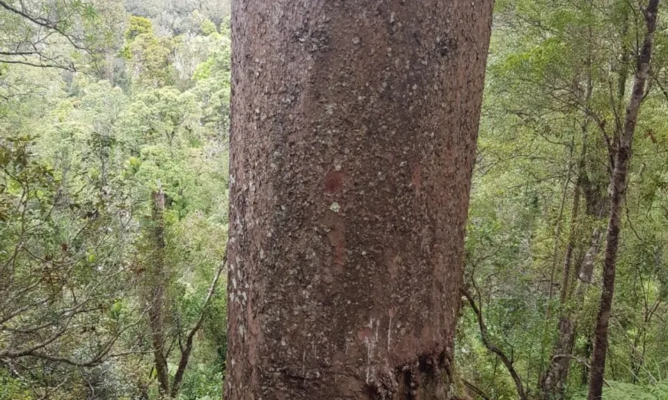 Cooksen Kauri Trail , Waikato