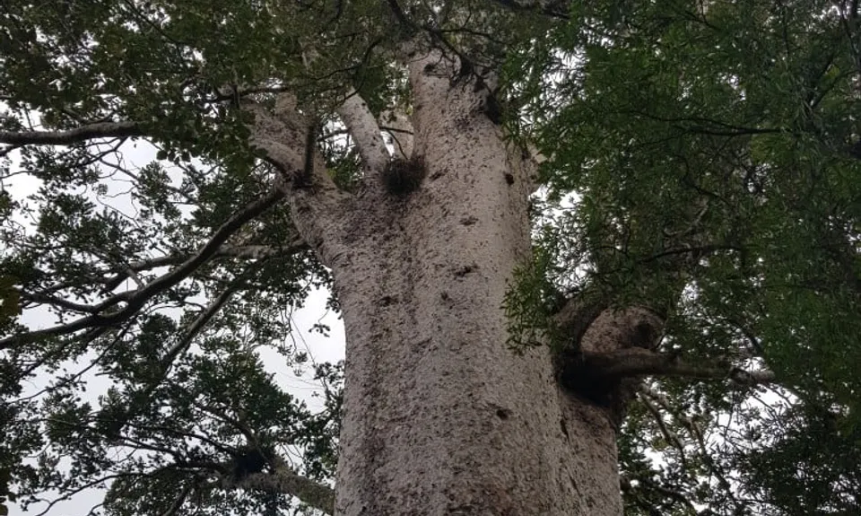 Cooksen Kauri Trail , Waikato