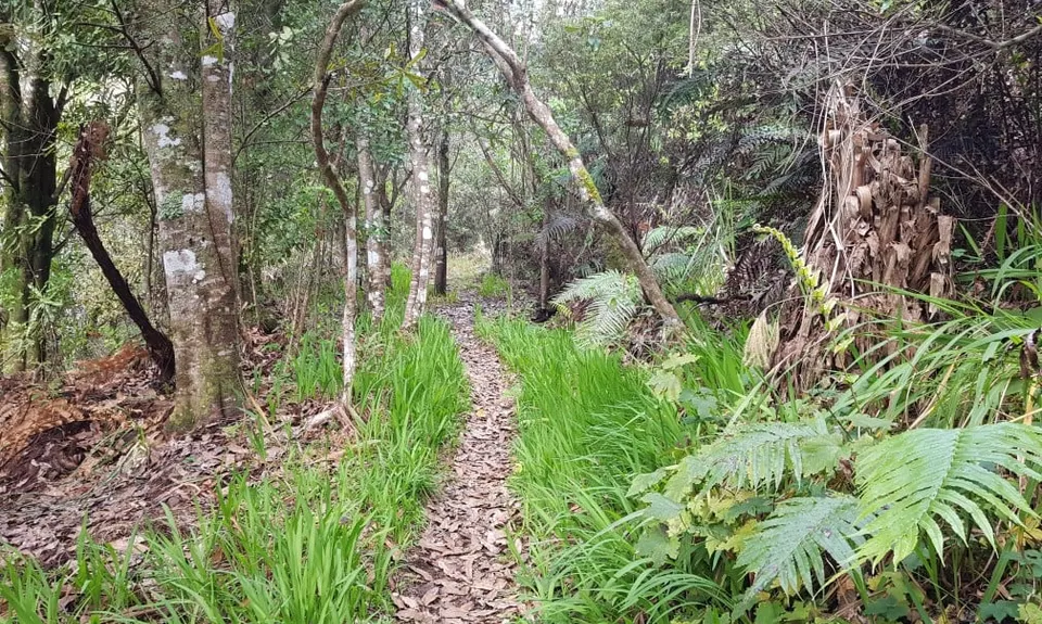 Maratoto To Golden Cross, Waikato