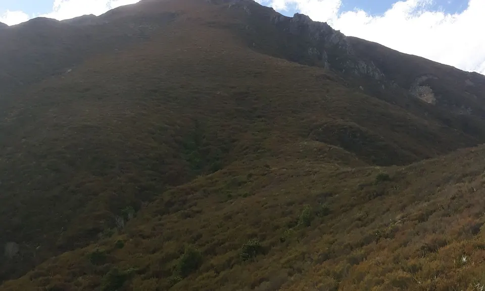 Little Peel Loop, Canterbury