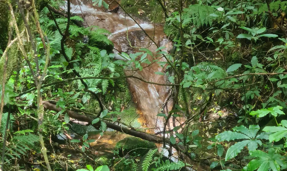Maungatautari Sanctuary Mountain, Waikato